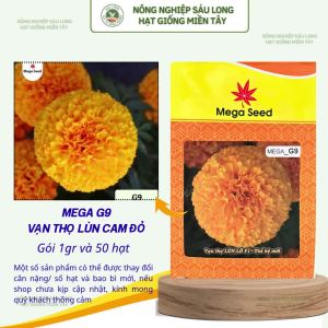 Hạt Giống Vạn Thọ F1 MEGA G9 – Cam Lùn Cổ Cứng Khỏe Bông To – Mega Seed