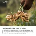 Set mini Gội-Xả Weilaiya Chính Hãng Tinh Chất Gừng Hà Thủ Ô (Nhãn Nâu) 20ml Hỗ Trợ Mọc Tóc Ngăn Rụng Tóc - Cho Da Đầu Khô-Kavia Store. 