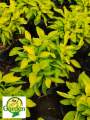 True Yellow Alternanthera with FREE garden soil (Real Plant, Indoor Plant and Limited Stock) - Plants for Sale. 