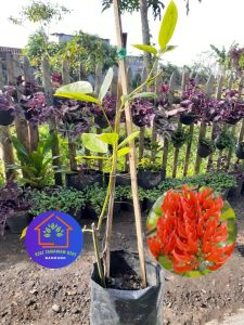 Bibit bunga kuku macan melati irian mucuna bennettii tanaman hias outdoor ngerambat berbunga aesthetic yg langka