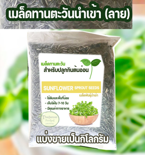 เมล็ดต้นอ่อนทานตะวัน เม็ดนอกดำลาย ปลูกง่าย 1 กก.