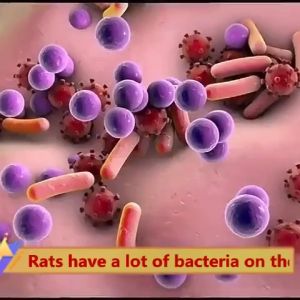 Each Pack Contains 10 Pieces. Long-Lasting Rat Repellent Pills. Plant-Based Formula Powerful Rat and Insect Repellent. Quick-Acting Non-Toxic Rat-Killing Pills. Green Camphor Balls for Repelling Common Pests Such As Rats Ants and Cockroaches.