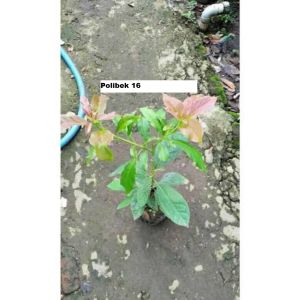 Bibit Alpukat Giant Monster jumbo cepat berbuah