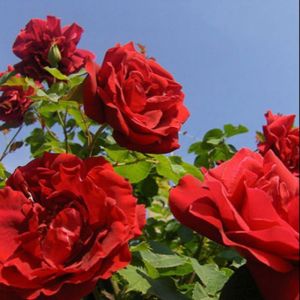 Gốc hoa hồng siêu nụ đẹp ( 9 màu - khách tùy chọn ) - Rể trần đẹp Đã kích rể