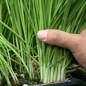 Small Leaf Fragrant Leek Authentic Root Wide Leaf Purple Root Red Root Thin Heat and Cold Resistant Balcony