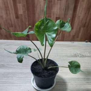 ต้นหางกระเบน อโรคาเชียหางกระ เบน ใบสวย เเข็งเเรง