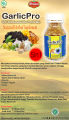 habatusauda garlic 5 in 1 garlic pro super herbal 200kpsl kolesterol jantung darah tinggi. 