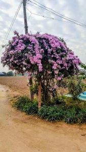 กระเทียมเถา กระถาง 11 นิ้ว ออกดอกฤดูหนาว (กทม)