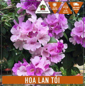 Cây Hoa Lan Tỏi - Hoa đẹp đuổi rắn - Trang trí sân vườn!