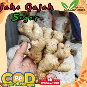 Jahe Gajah | Jahe besar | Jahe jumbo| Jahe putih segar Murah berat 1kg