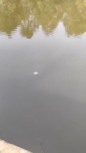 6 cái mồi mềm mô phỏng với sứa hình dạng mềm chậm nổi mồi mồi câu mềm sứa nhân tạo