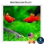 5 pcs Set ( 3Female + 2Male ) Red Platy Fish