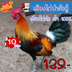 เสียงต่อไก่ป่าตัวผู้ เมมเสียงต่อไก่ป่าตัวผู้ เสียงนี้เข้าไวได้ผล100% ความยาว 10 ชม.เสียงดัง