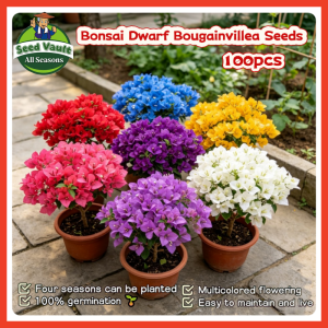 Fast Growing 100pcs High Germination Assorted Bougainvillea Flower Seeds for Sale Tropical Bougainvillea Seeds for Planting Flowers Dwarf Bougainvillea Plant Seeds Balcony Potted Bougainvillea Live Plants Air Plant Bougainvillea Seedlings Flowering Plants