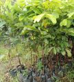 Bibit Tanaman Rambutan Rapiah Siap Berbuah. 