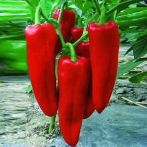 Large Red Pepper Potted Plant Horn Pepper Potted Plant Hybrid High Yield Non-Spicy Field Potted Sheep Horn Red Pepper Potted Plant