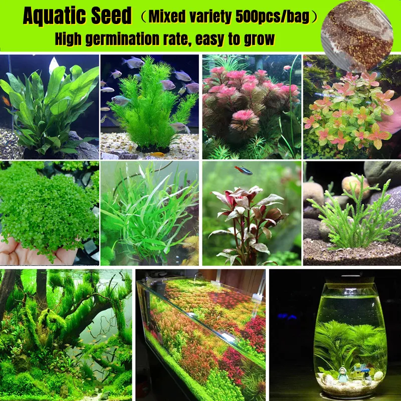 Fast Growing] High Quality Aquarium Water Plants Seeds for Planting  (500pcs) Aquatic Live Plant Aquascape Aquatic