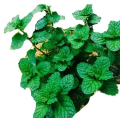 Tanaman Herbal Daun Mint / Pohon Mint / Pohon Daun Mint. 