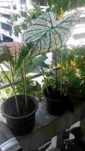 🥀🌱ไม้ค้ำบอน🥀🌱มีของแถมทุกออเดอร์.🔥ความยาว12นิ้ว🌿1ชุดมี12อัน🎉ปรับระดับได้.💋ผ่านการฆ่าเชื้อรา