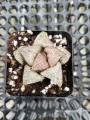 Augustfame - Haworthia splendens Taj Mahal 泰姬陵寿 succulent. 