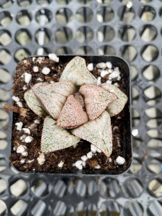Augustfame - Haworthia splendens Taj Mahal 泰姬陵寿 succulent