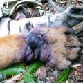 Donate RM100 to Help Save Our Malayan Tigers - WWF Malaysia. 