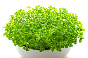 Microgreens Organic Mix 35000 Seeds Fast Harvest Easy Grow Beginner Friendly