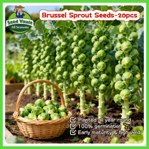 100% Legit High Germination 20pcs Big Brussel Sprout Seeds for Planting Vegetable Plants High Yield Mini Brassica Oleracea Seeds Microgreens Seeds Bonsai Brussels Sprouts Plant Seeds Organic Vegetable Seeds for Gardening Rare Brussels Sprouts Seedlings