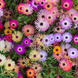 Livingstone Daisy Pastel Flower 50 Seeds Easy Grow Balcony and Beginner Friendly