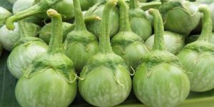 มะเขือเปราะเจ้าพระยาเมล็ด 🫒เมล็ดพันธุ์มะเขือเปราะ เจ้าพระยา 300-500เมล็ด พันธุ์ผลดก ปลูกง่าย