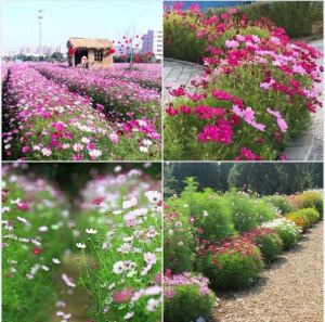 Hạt giống hoa cúc sao nháy nhiều màu - gói 200 hạt