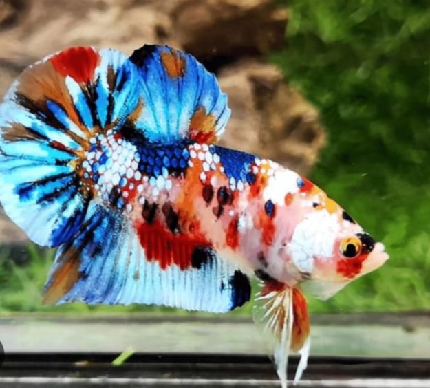 Betta Micro Fish Colouring | Lazada