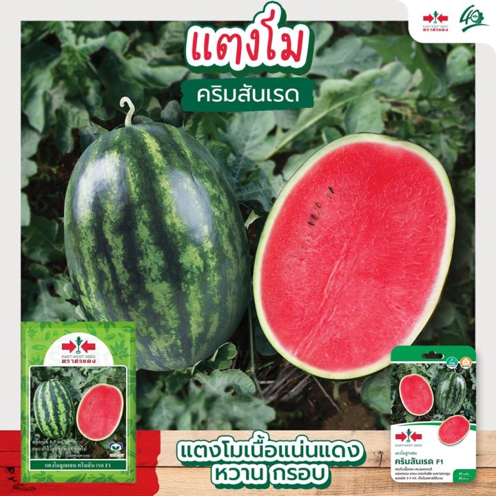 เมล็ดแตงโม คริมสันเรด F1 ผลใหญ่ เนื้อแดงหวาน