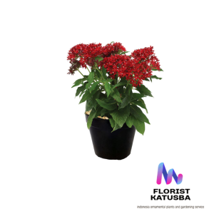 Tanaman Pintar Red Pentas Lanceolata - Bunga Merah Warna-Warni