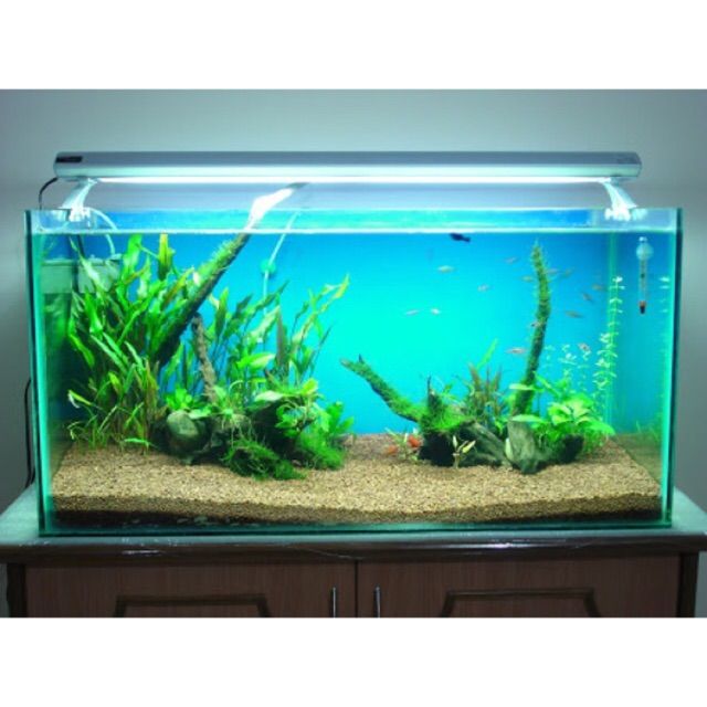 50 sales gallon aquarium