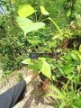 Cây lá cách - Rau lá cách - Cây vọng cách - Rau vọng cách (bầu ươm 30-50cm). 