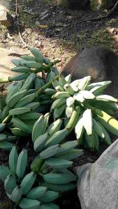 Buah Pisang Biru/Banana Blue Java Asli/Pisang Rasa Es Krim Vanila