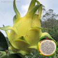[Easy To Grow In Malaysia] Pitaya Seeds Dragon Fruit Seeds for Planting (Mixed 200 Seeds) Balcony Potted Yellow Dragon Fruit Plant Seeds Dwarf Fruit Plants Red Dragon Fruit Seedlings Home Garden Seeds Bonsai Tree Live Plant Real Plants Benih Pokok Buah. 
