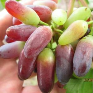 Bibit Anggur Import Carnival Bibit Anggur Carnival