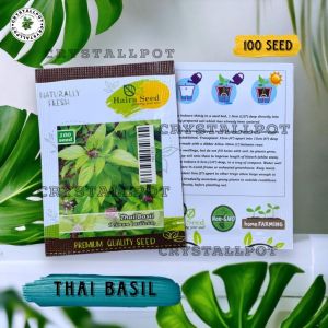 Benih Bibit Thai Basil Ocimum Basilicum Haira Seed - THAI BASIL