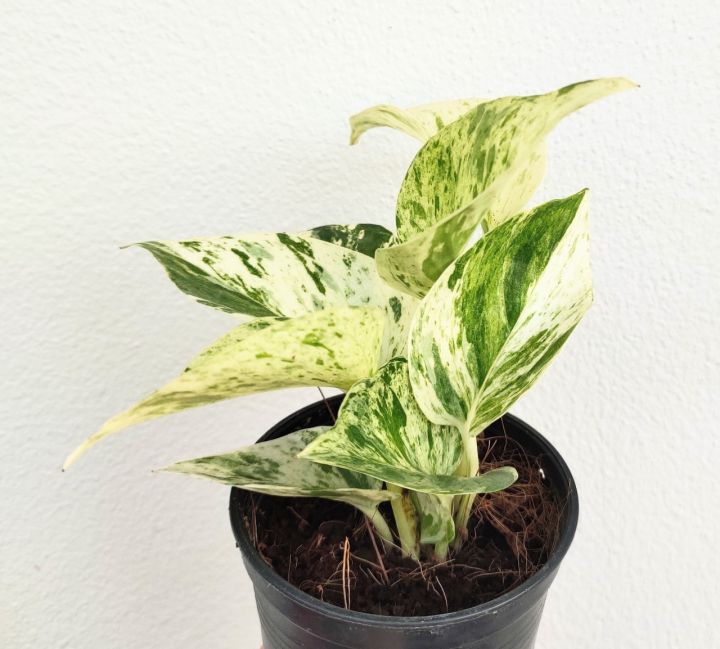 พลูราชินีหินอ่อน ไม้มงคล ไม้ฟอกอากาศ