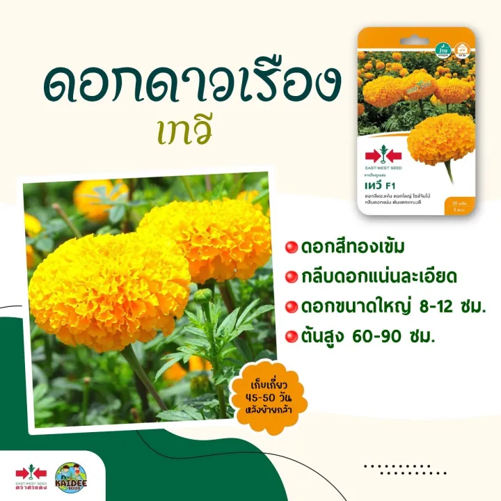 7 อันดับ เมล็ดพันธุ์ดาวเรือง ศรแดง ยอดนิยม ปลูกง่าย ดอกสวย อัปเดตปี 2025