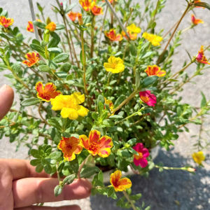 Chậu cây tám giờ đang hoa (ảnh thật)