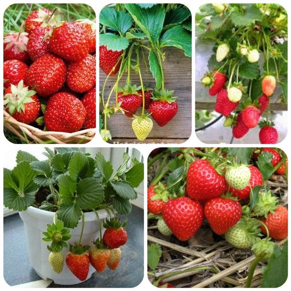 0.05g%20h%E1%BA%A1t%20gi%E1%BB%91ng%20d%C3%A2u%20t%C3%A2y%20%C4%91%E1%BB%8F%20F1%20Rainbow,%20h%E1%BA%A1t%20s%E1%BA%A1ch%20%C4%91%E1%BB%81u%20kh%C3%B4ng%20l%C3%A9p,%20c%C3%A2y%20cao%20t%E1%BB%AB%2030%20%C4%91%E1%BA%BFn%2040%20cm,%20t%E1%BB%B7%20l%E1%BB%87%20n%E1%BA%A3y%20m%E1%BA%A7m%20cao%20-%20Image%204