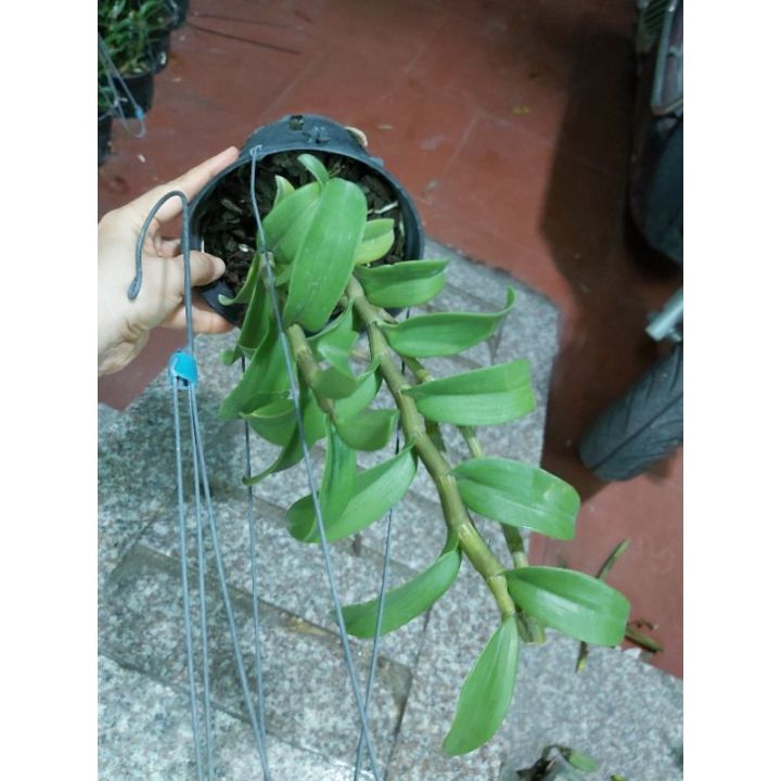 Phi%20%C4%91i%E1%BB%87p%20r%E1%BB%ABng,%20L%E1%BB%99c%20B%E1%BA%AFc%20nh%C3%A2n%20kie%20-%20Image%201