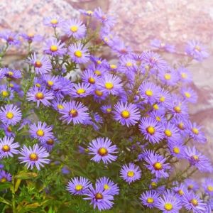1000Seeds/Pack Flower ASTER Mixed Colors Repacked Seeds Gardening