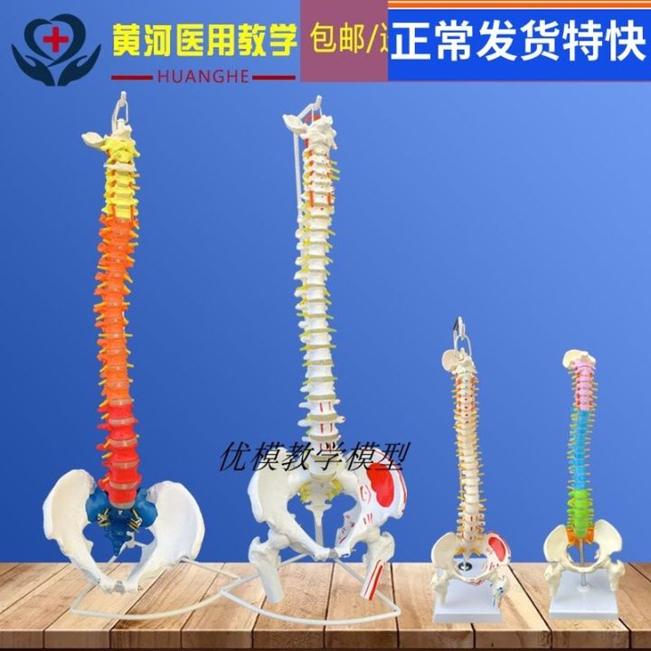 2023 Human Spine Model 1 1 Bone Setting Exercise Skeleton Model