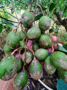 Cóc bao tử (cóc thái)và cóc cầy 1kg