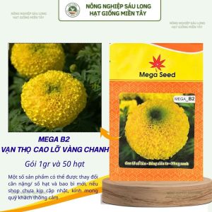 Hạt Giống Vạn Thọ F1 MEGA B2 – Vàng Chanh Cổ Cứng Bông To Cây Khỏe – Mega Seed