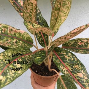 Sov  real live plants  pokok hidup  indoor plants  decor  live plants  algaonema  pokok keladi  garden